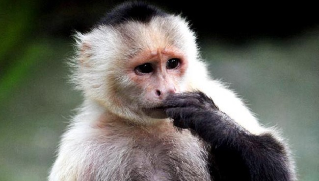 Résultat de recherche d'images pour "singes capucins"