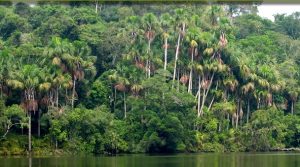 10 faits Prouvés sur la forêt amazonienne 2