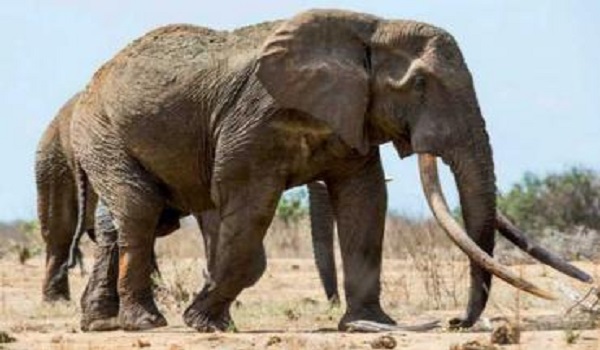 10Faits Surprenants sur les Eléphants que Vous ne Savez Pas 1