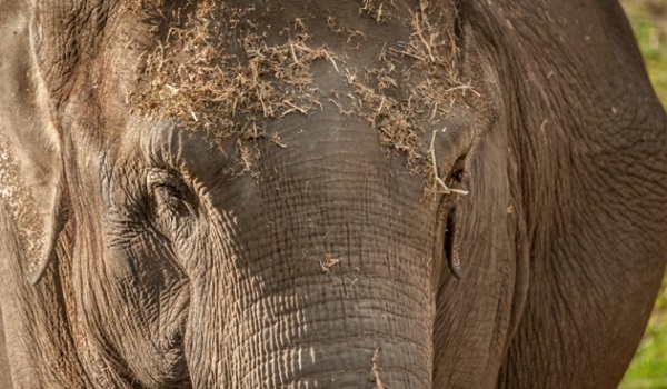 10Faits Surprenants sur les Eléphants que Vous ne Savez Pas 2