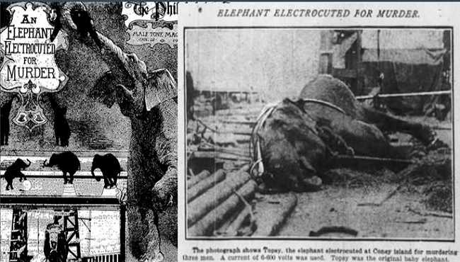 1903 éléphant électrocuté