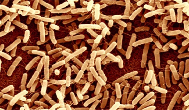 Bactéries dans le corps humain