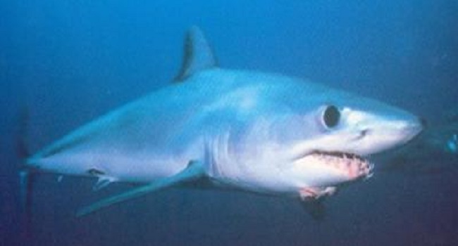 Requin Taupe