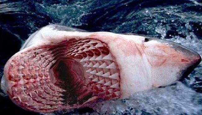 Requin dents