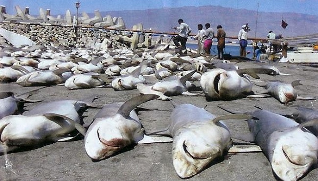 Requins tués
