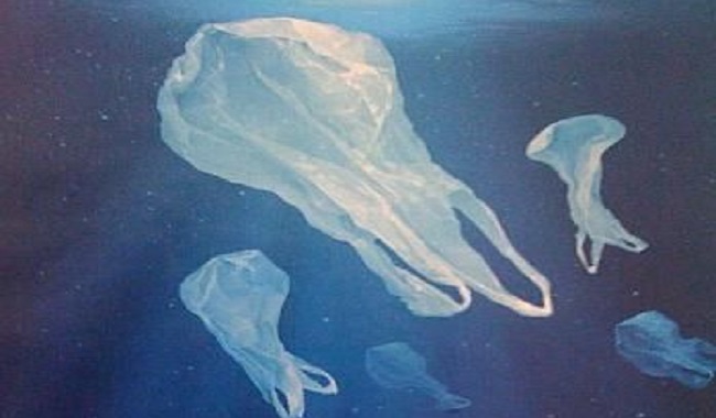 Sachet plastique confondu avec méduse