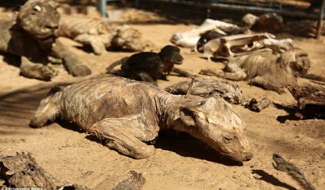 Animaux morts de faim au Zoo