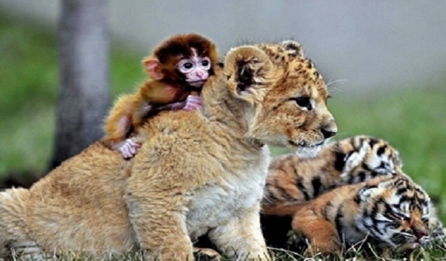 Bébé tigre et bébé singe