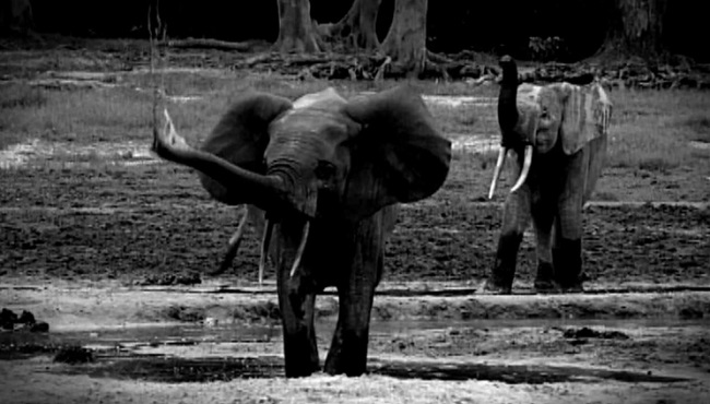 Bébés éléphants