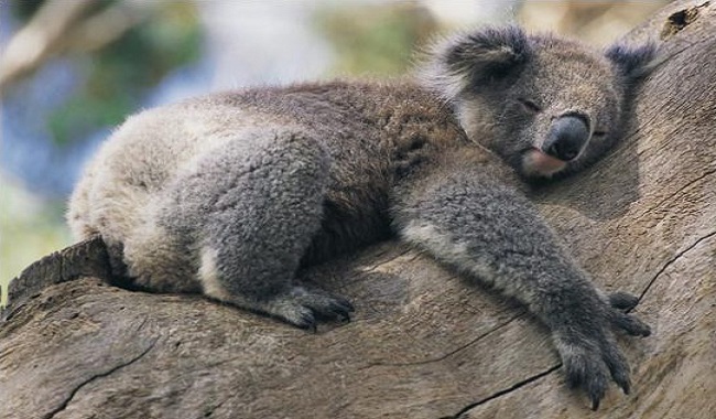 Koala caline un arbre