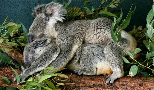 Koala lesbienne