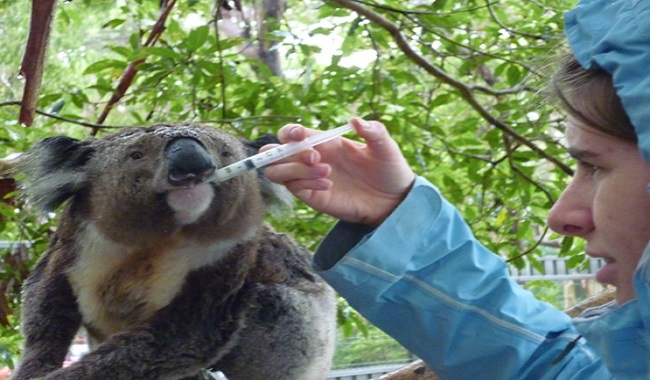 Koala malade en Australie