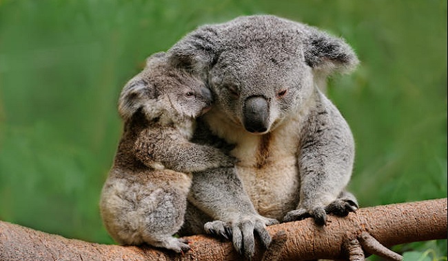 12 anecdotes sur les koalas – Je Savais Pas