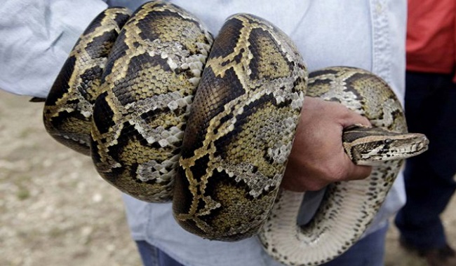 Le python Birman