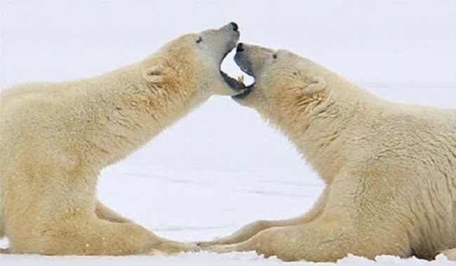 Ne pas manger d'ours polaires