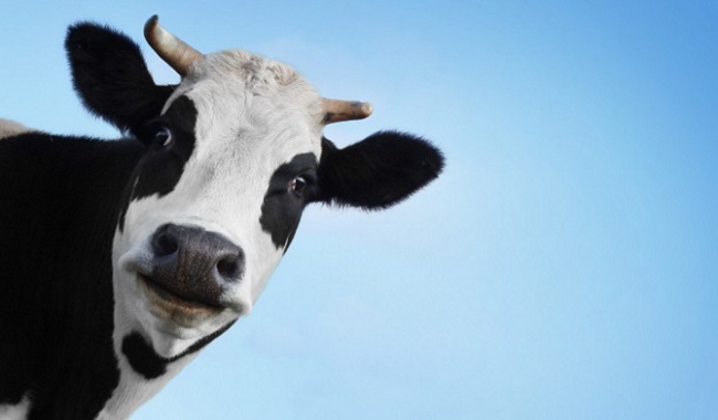 Une vache qui pose pour une meilleure alimentation végétarienne