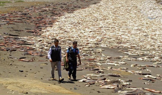 Calamars morts au Chili