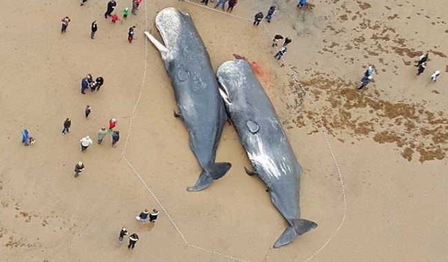 Décès de baleines de janvier 20016