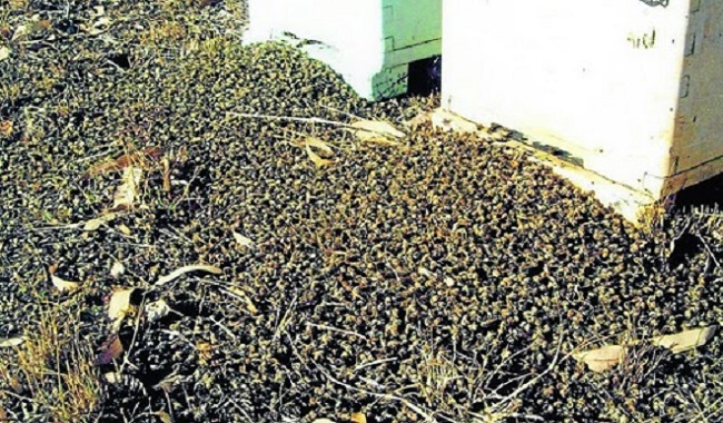 Décès de masse d'abeilles