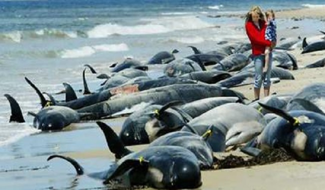 Décès de masse de baleine pilote en Tazmanie