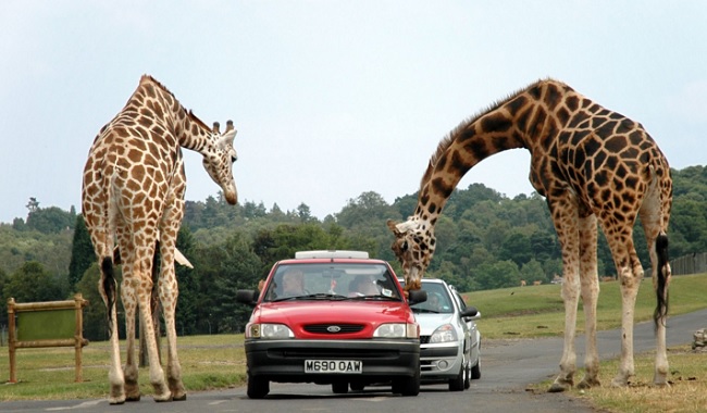 Girafes à côté des voitures