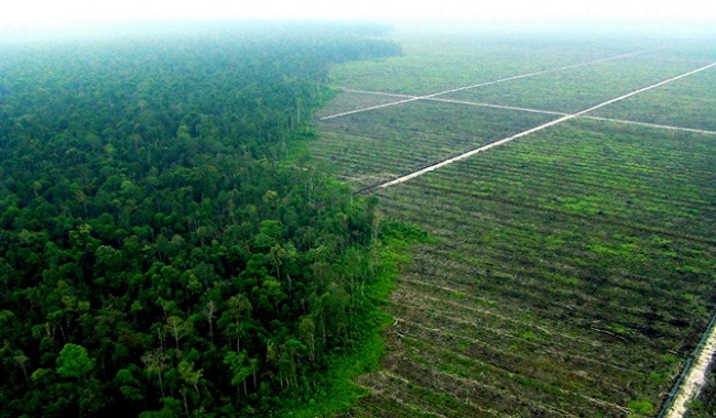 Huile de palme déforestation en Indonésie