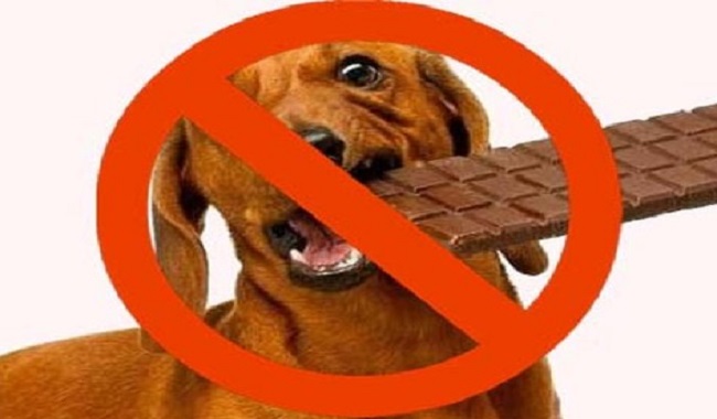 Le chocolat est dangereux pour les chiens