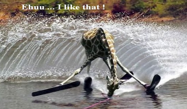 Les girafes ne nagent pas