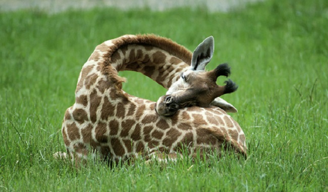 Voilà comment dort une girafe