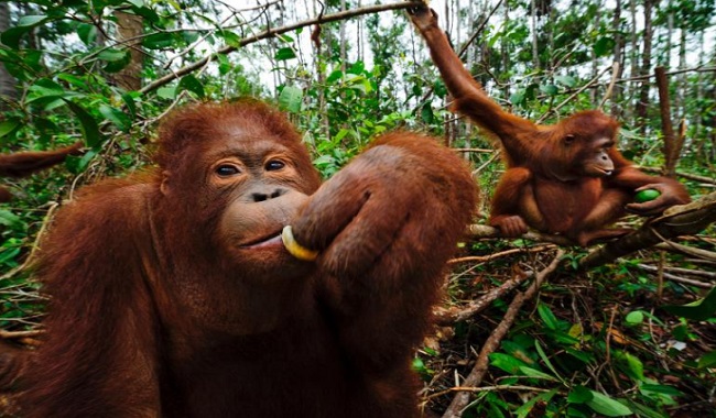 orangs-outans en Indonésie