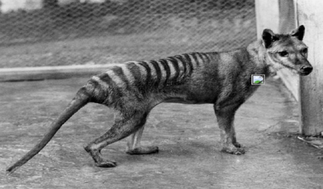 Tigre de Tasmanie