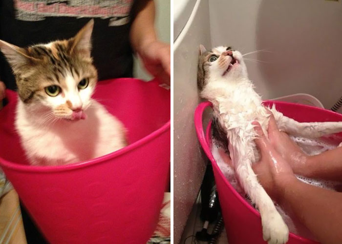 Chat qui prend un bain - Copie