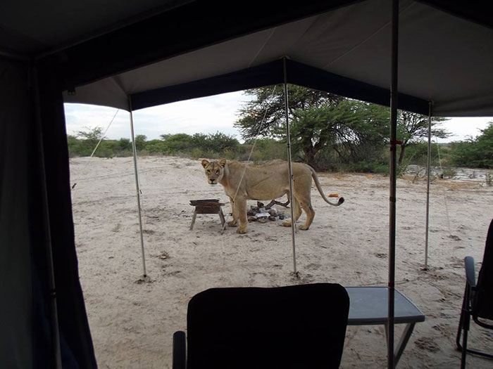 Lionnes au réveil devant la tente