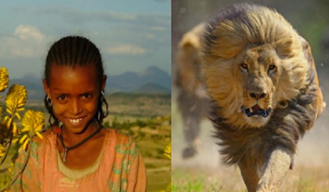 Lions sauvent une éthiopienne
