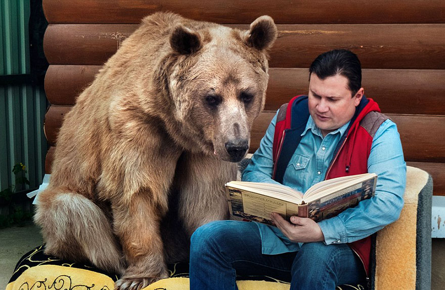 Ours adopté par des Russes