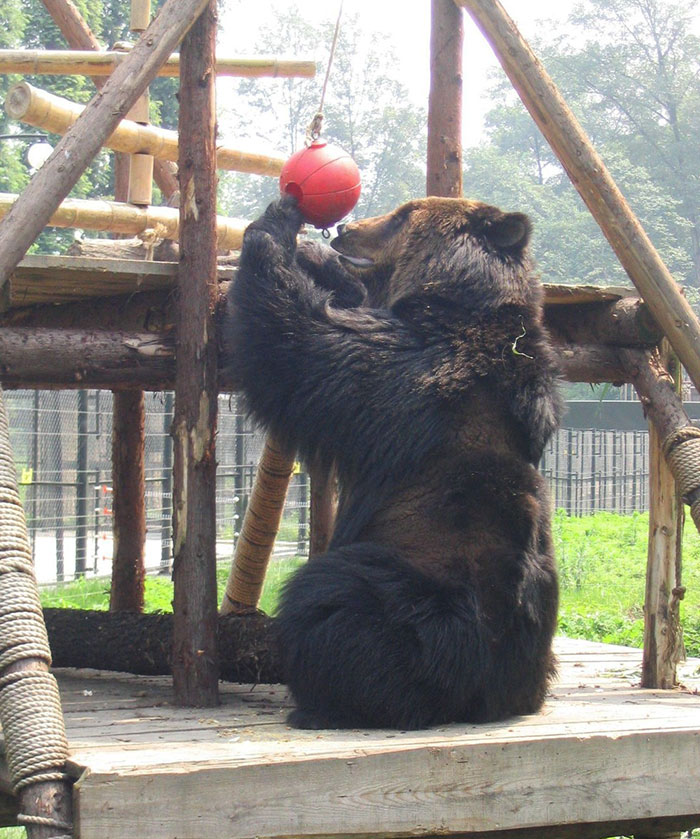 Ours maltraité en Chine