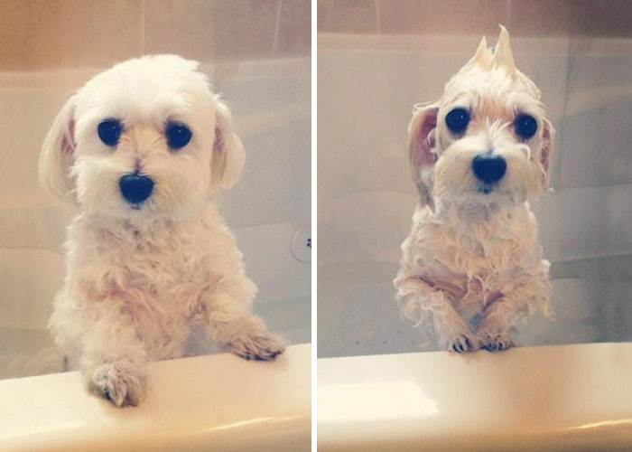 Photo marrante de chien avant et aprés un bain