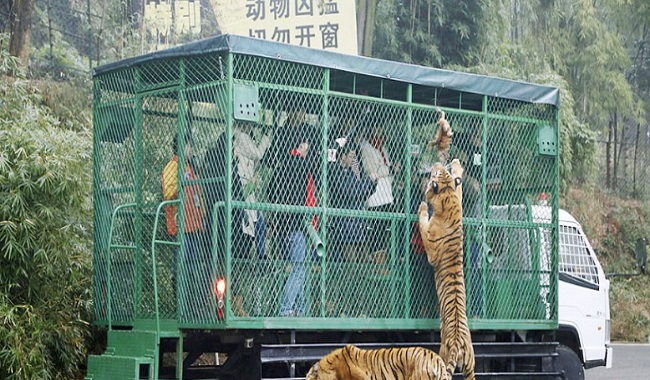 Zoo Chine