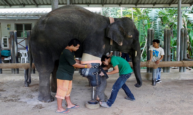 Hopital pour éléphants en Thailande