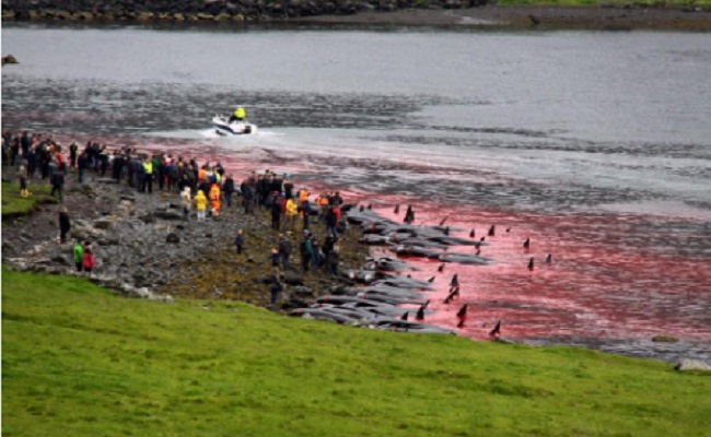Massacre de baleines pilote aux Iles Féroés