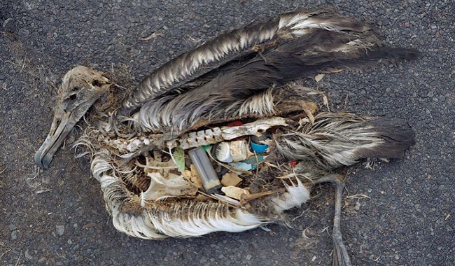 Oiseau mort le ventre plein de plastiques