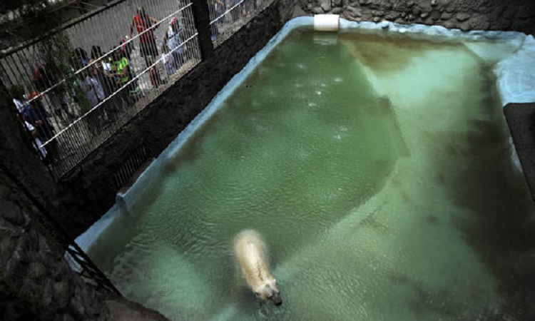 Ours polaire en captivité mort en Argentine