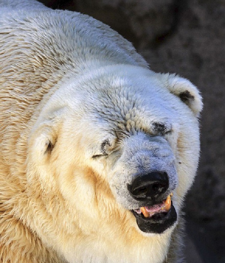 Ours polaire mort au zoo en Argentine 2016