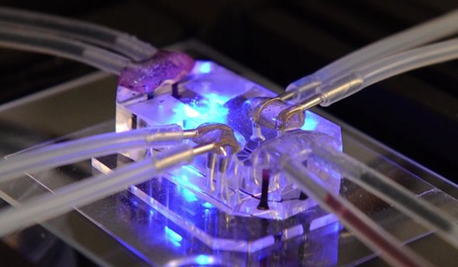 Puce pour remplacer l'expérimentation animale en laboratoire