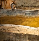 8 photos qui prouvent que les zoos sont des prisons pour animaux