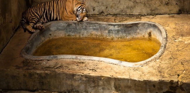 Tigre en captivité