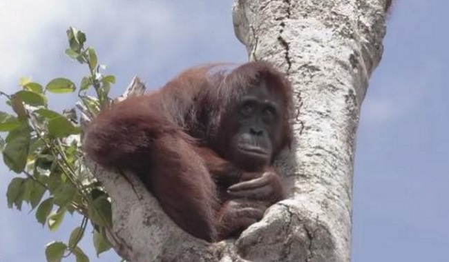 Orang-outan accroché au dernier arbre d'une forêt tropicale