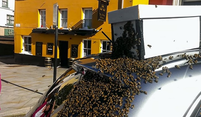 Reine abeille suit une voiture