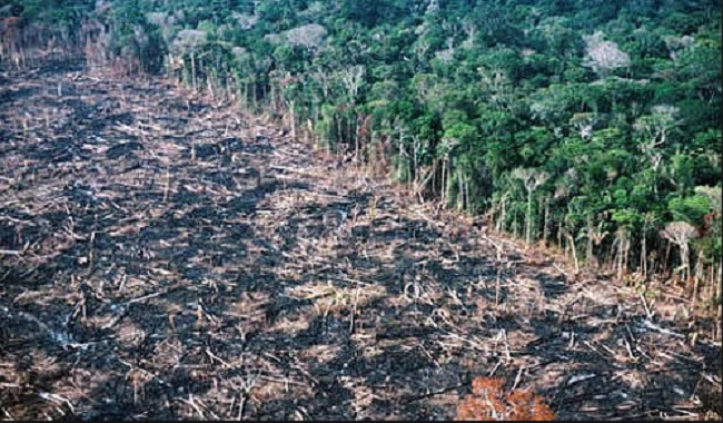 Amazonie déforestation