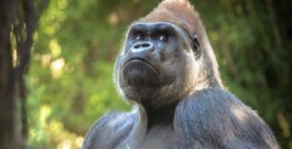 Le plus grand Primate vivant sur Terre est sur le point de Disparaitre